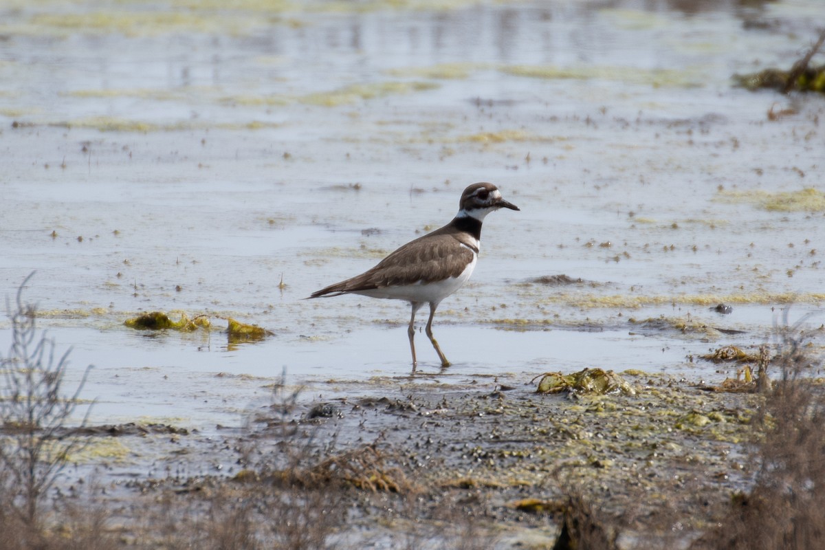 Крикливый зуёк - ML616186643