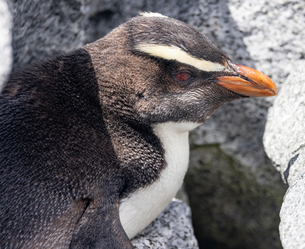 Толстоклювый пингвин - ML616186656