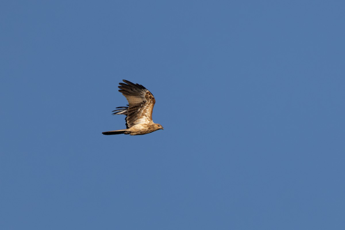 Whistling Kite - Nathan Bartlett