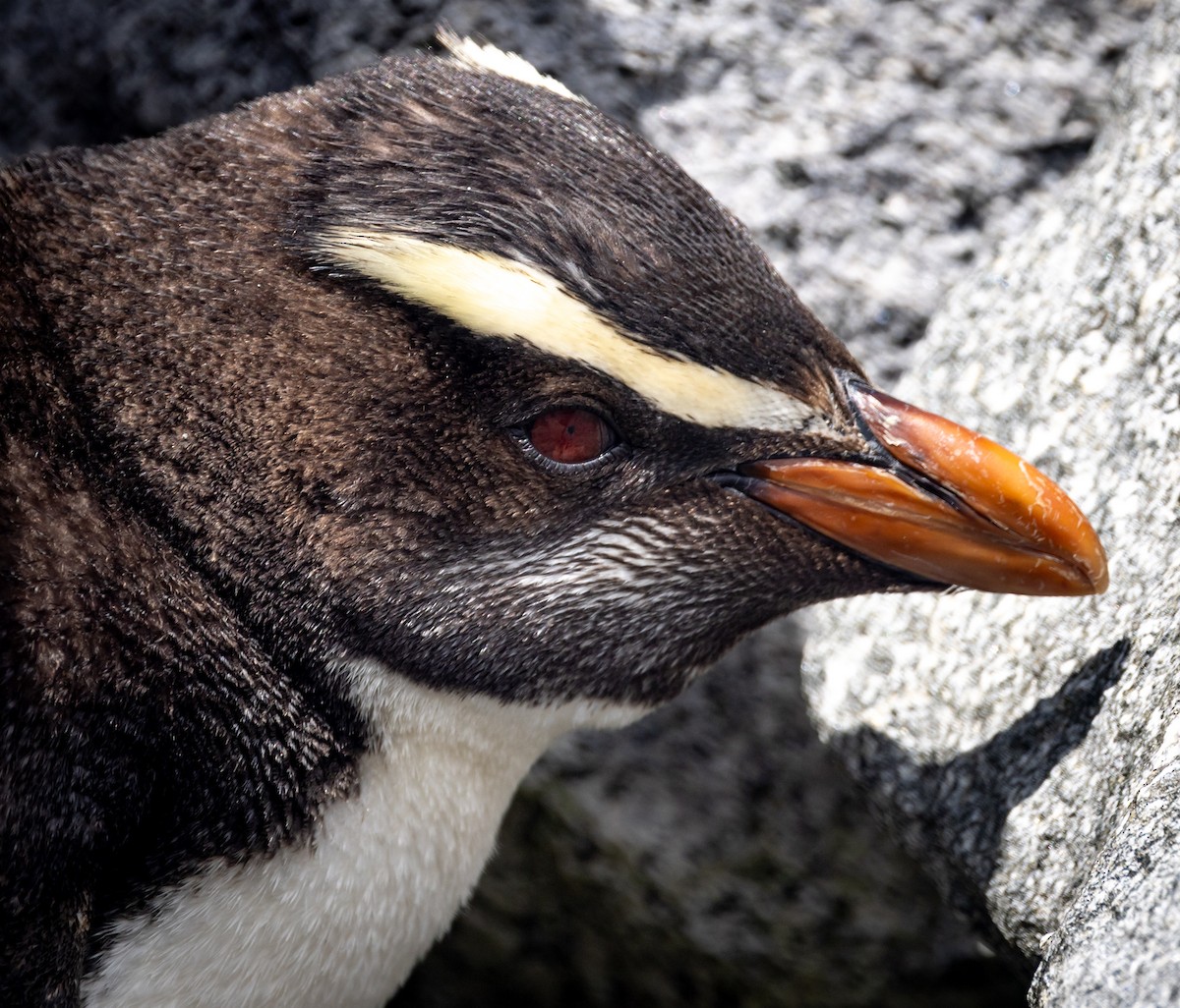 Толстоклювый пингвин - ML616186663