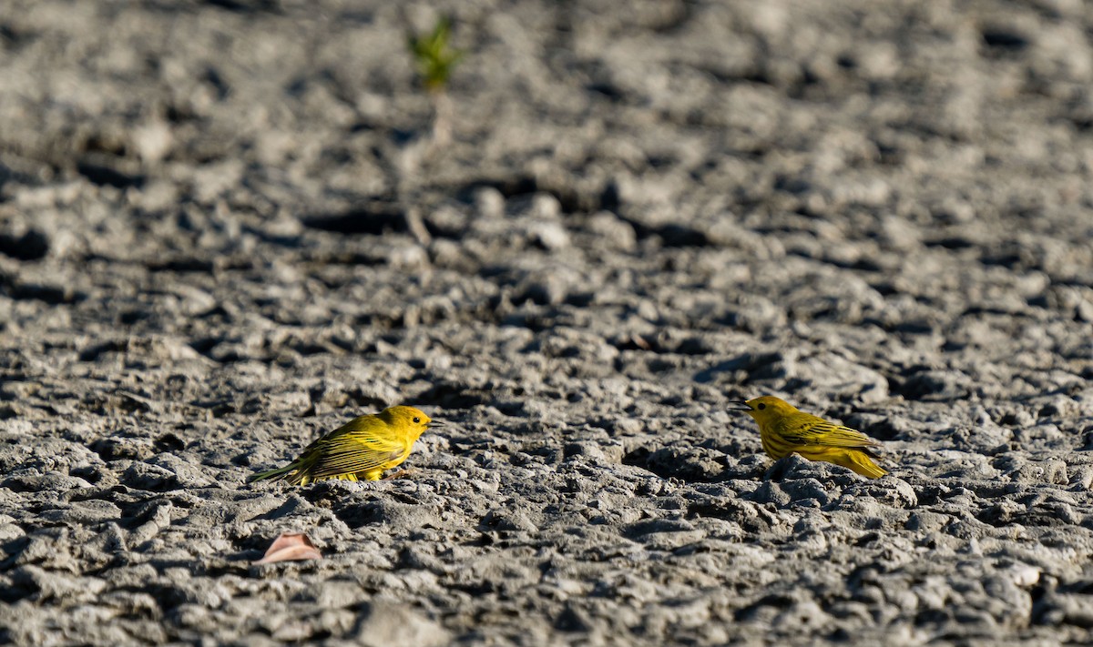 Yellow Warbler - ML616186685