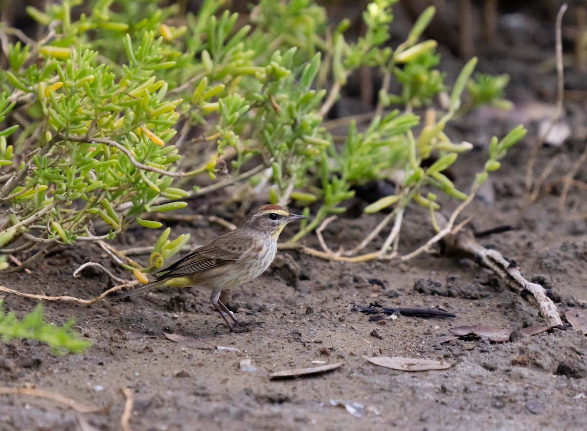 Palm Warbler - jose santiago