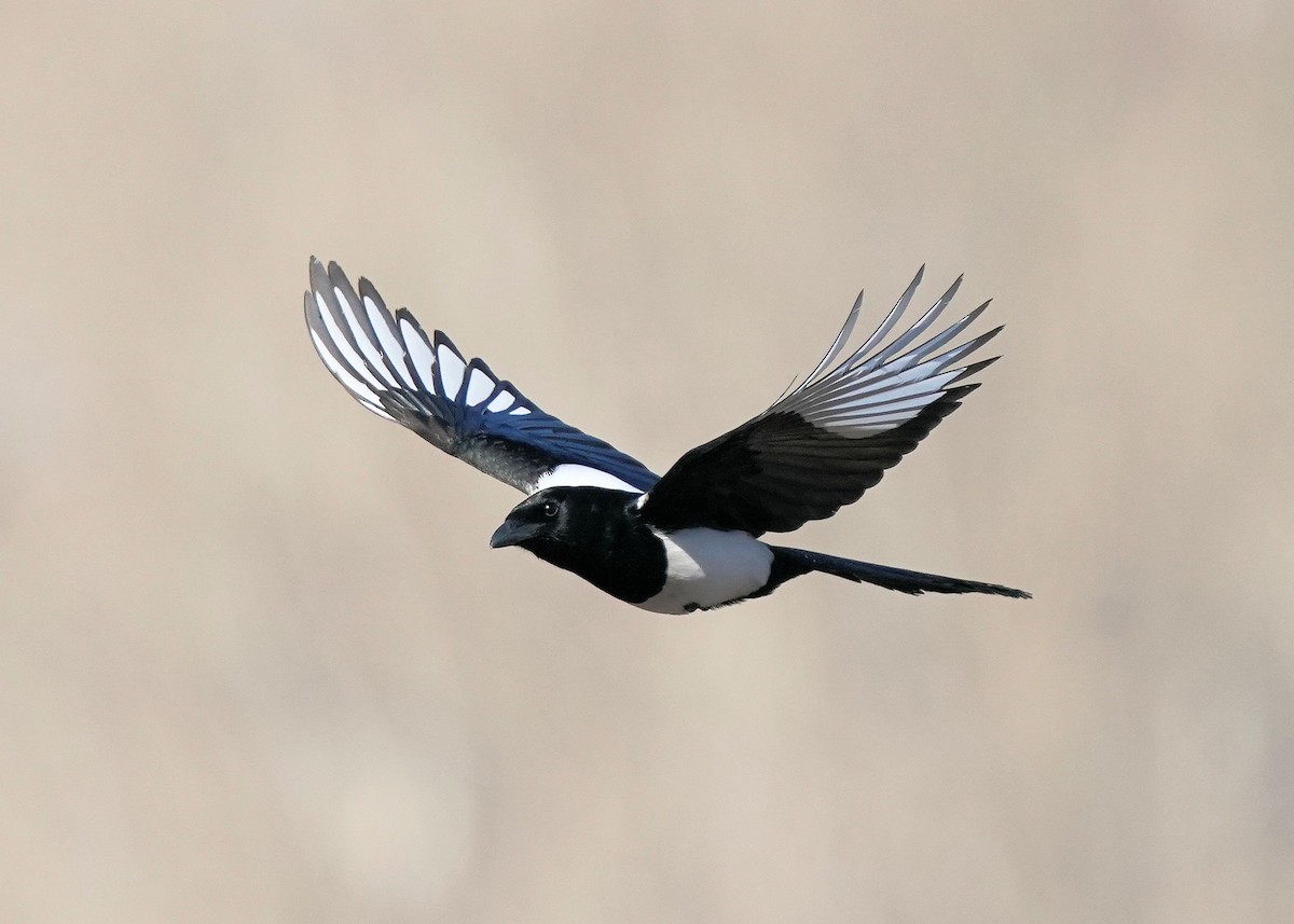 Black-billed Magpie - Pam Hardy
