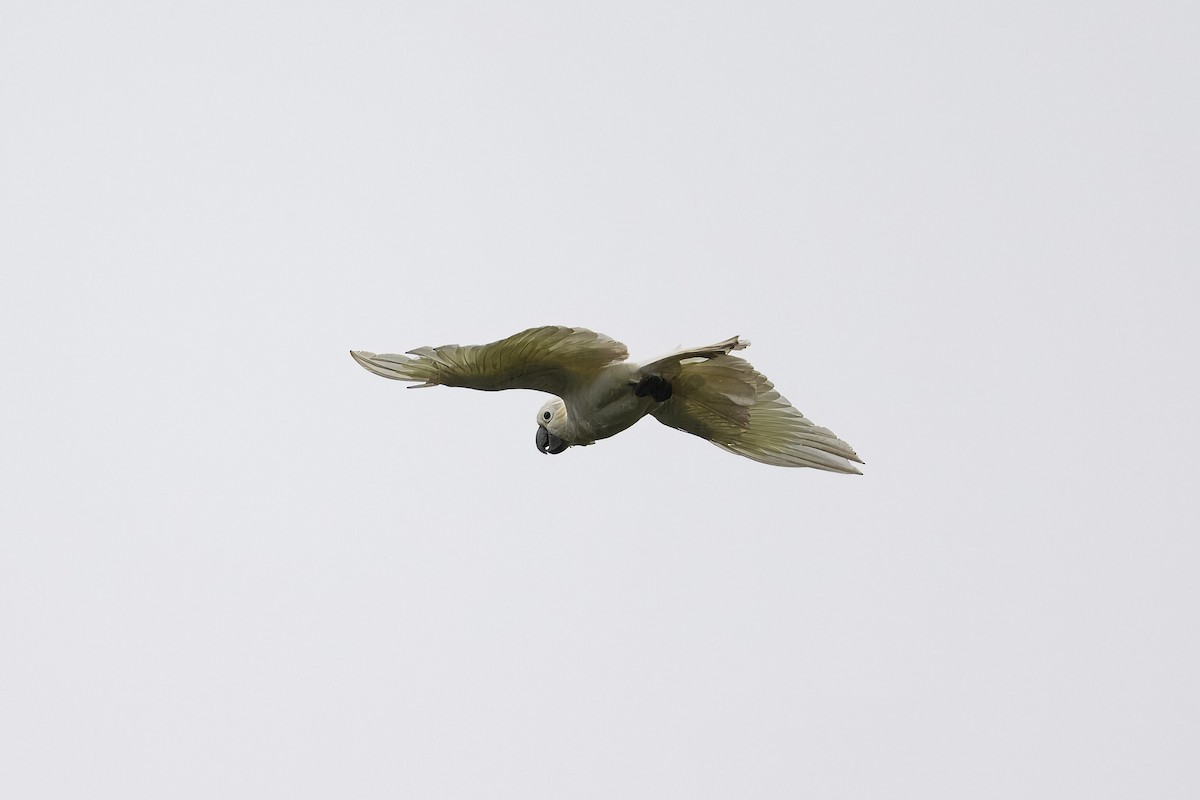 Citron-crested Cockatoo - ML616186742