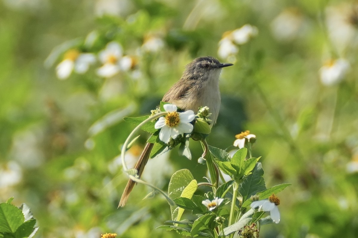 Plain Prinia - ML616186744