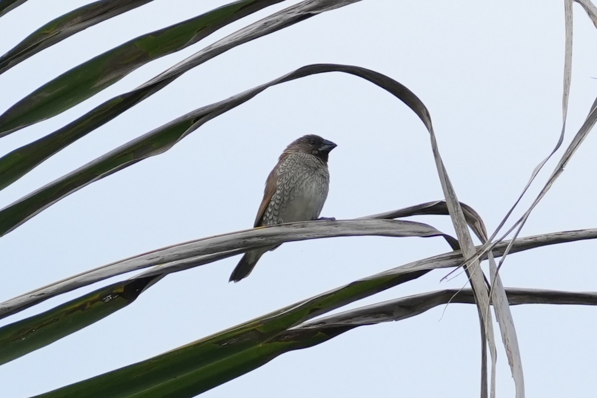 Scaly-breasted Munia - ML616186765