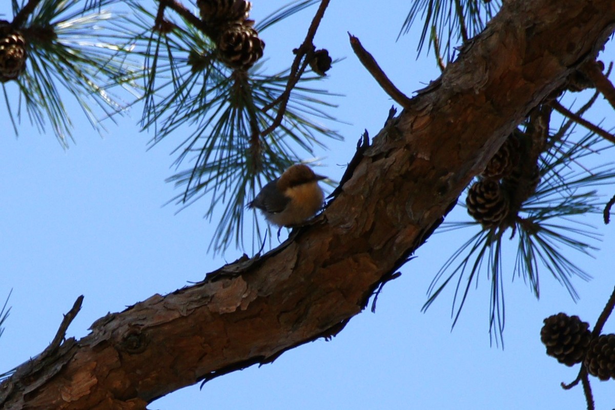 Brown-headed Nuthatch - ML616186775