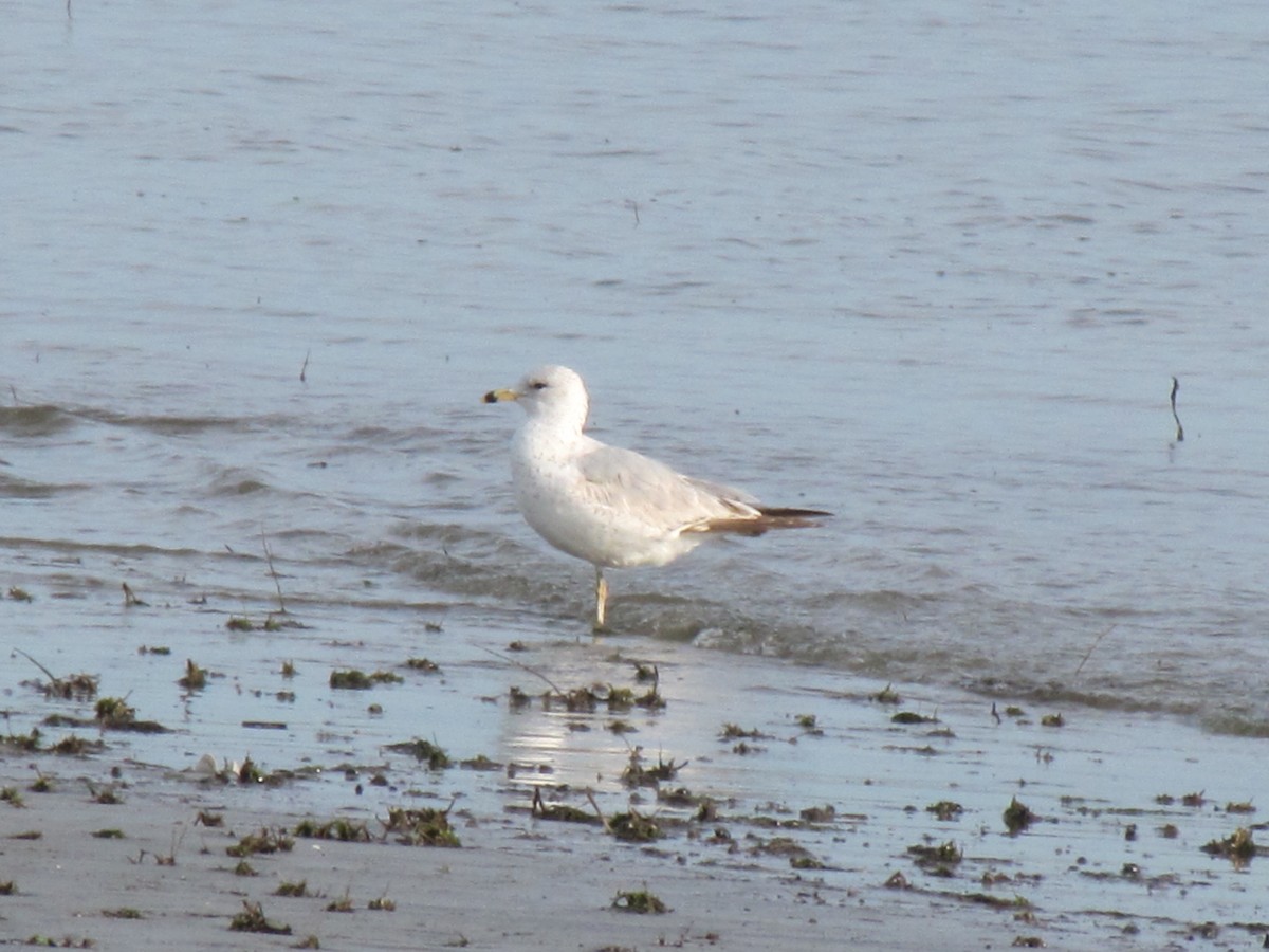 Ring-billed Gull - Andy Harrison