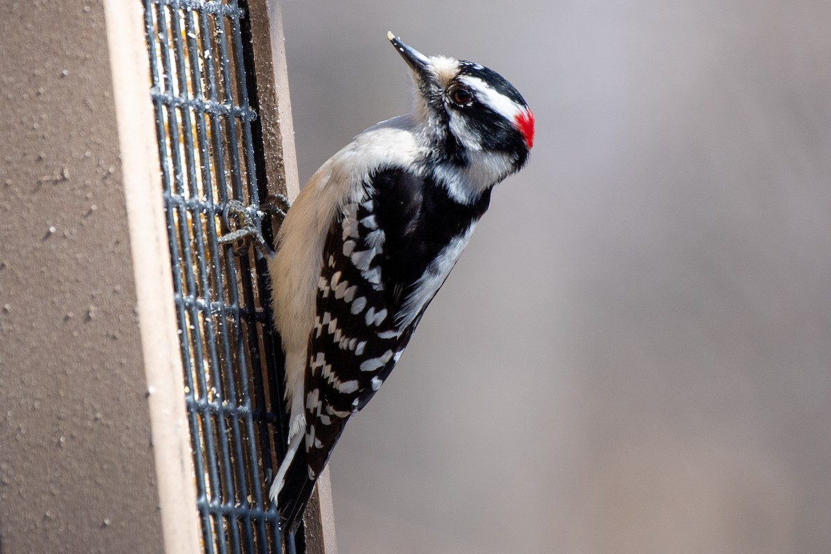 Downy Woodpecker (Eastern) - ML616186812