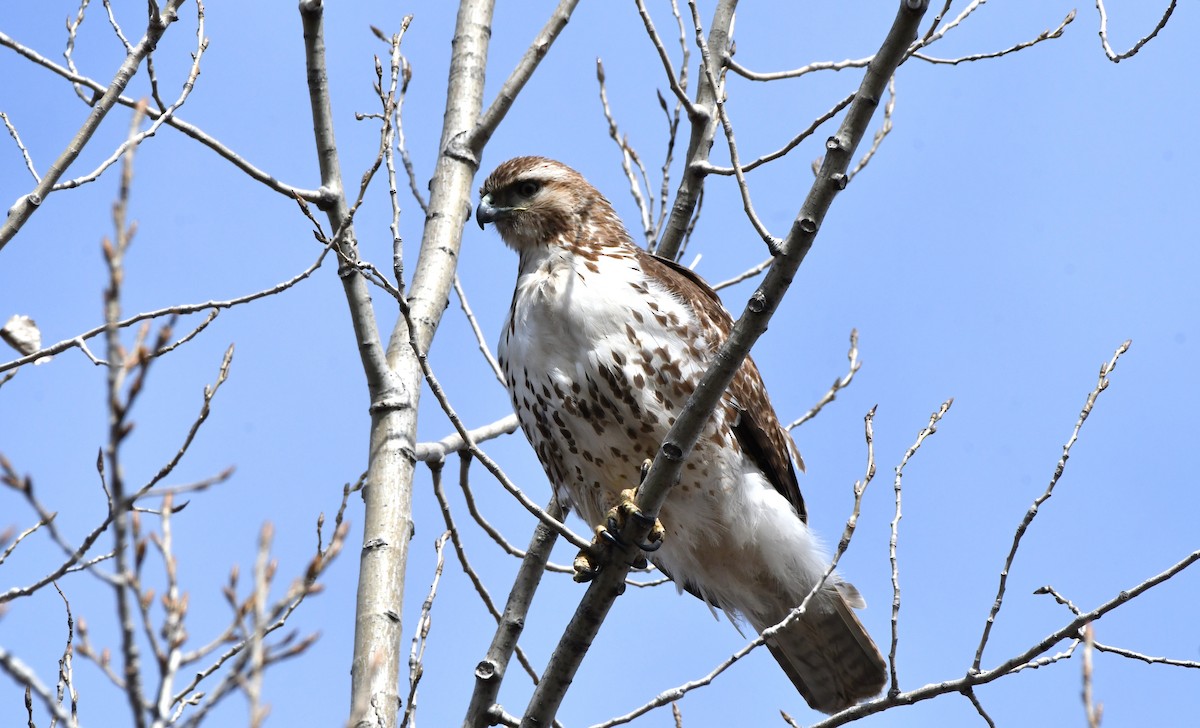 Red-tailed Hawk - ML616186829