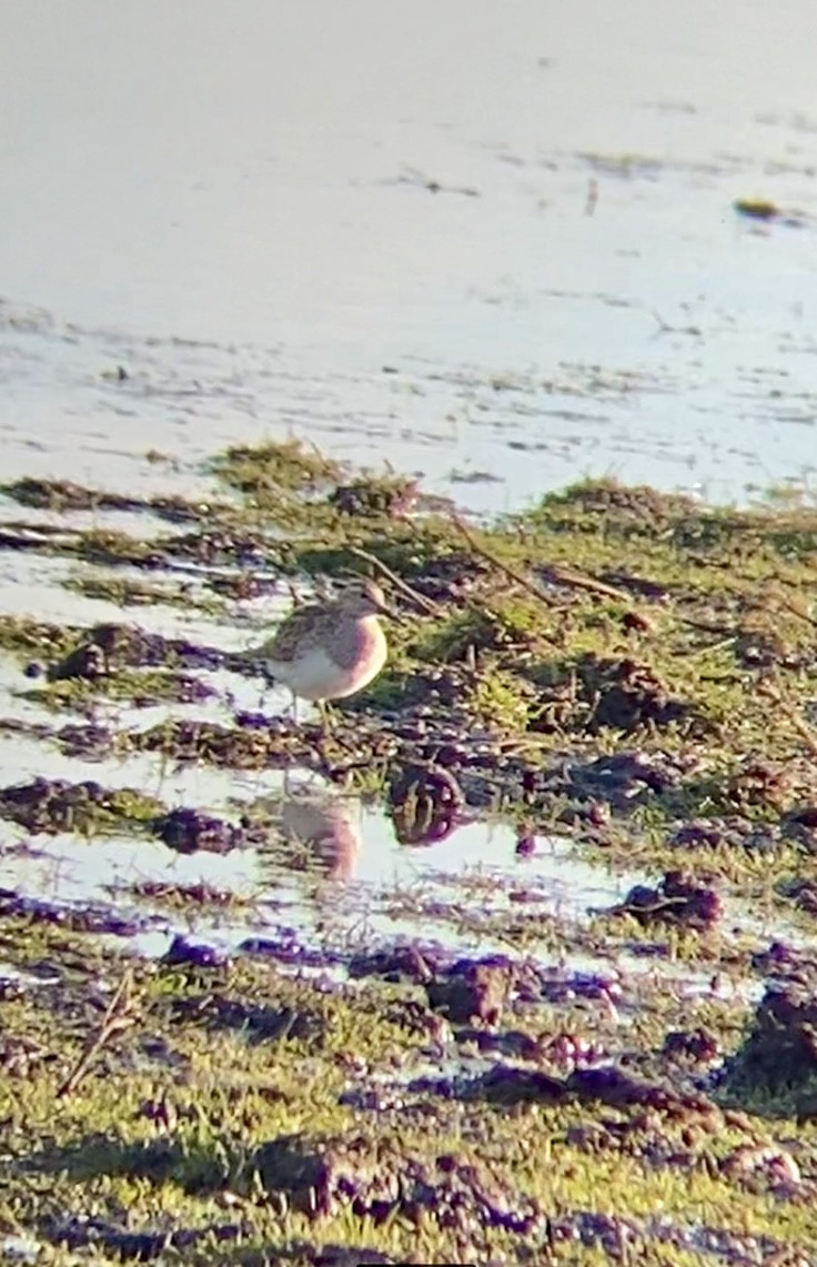 Pectoral Sandpiper - ML616186856