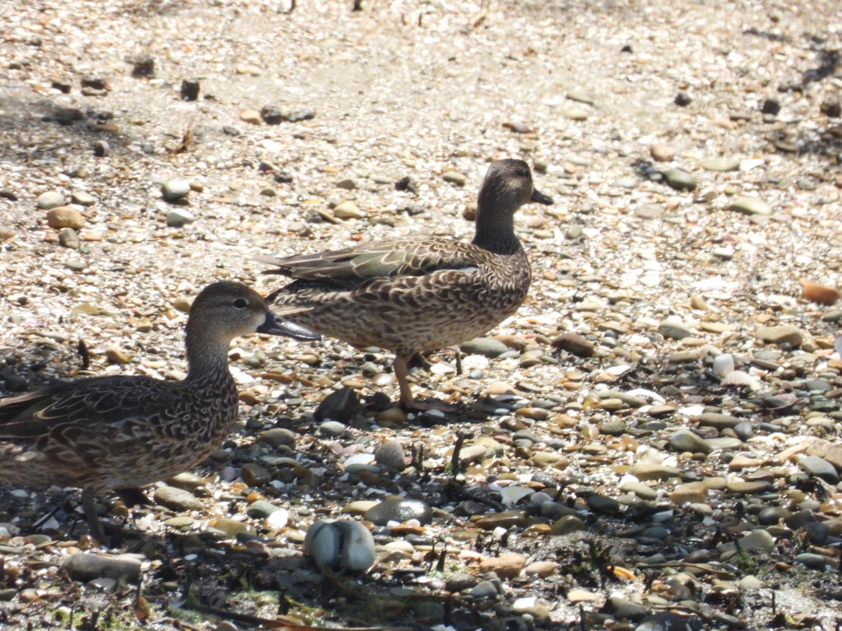 Blue-winged Teal - ML616186858