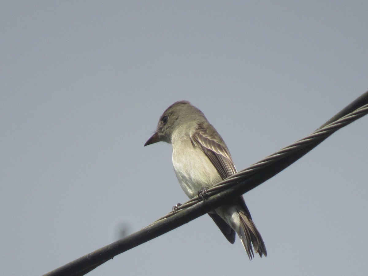 Pibí Tropical (grupo brachytarsus) - ML616186875