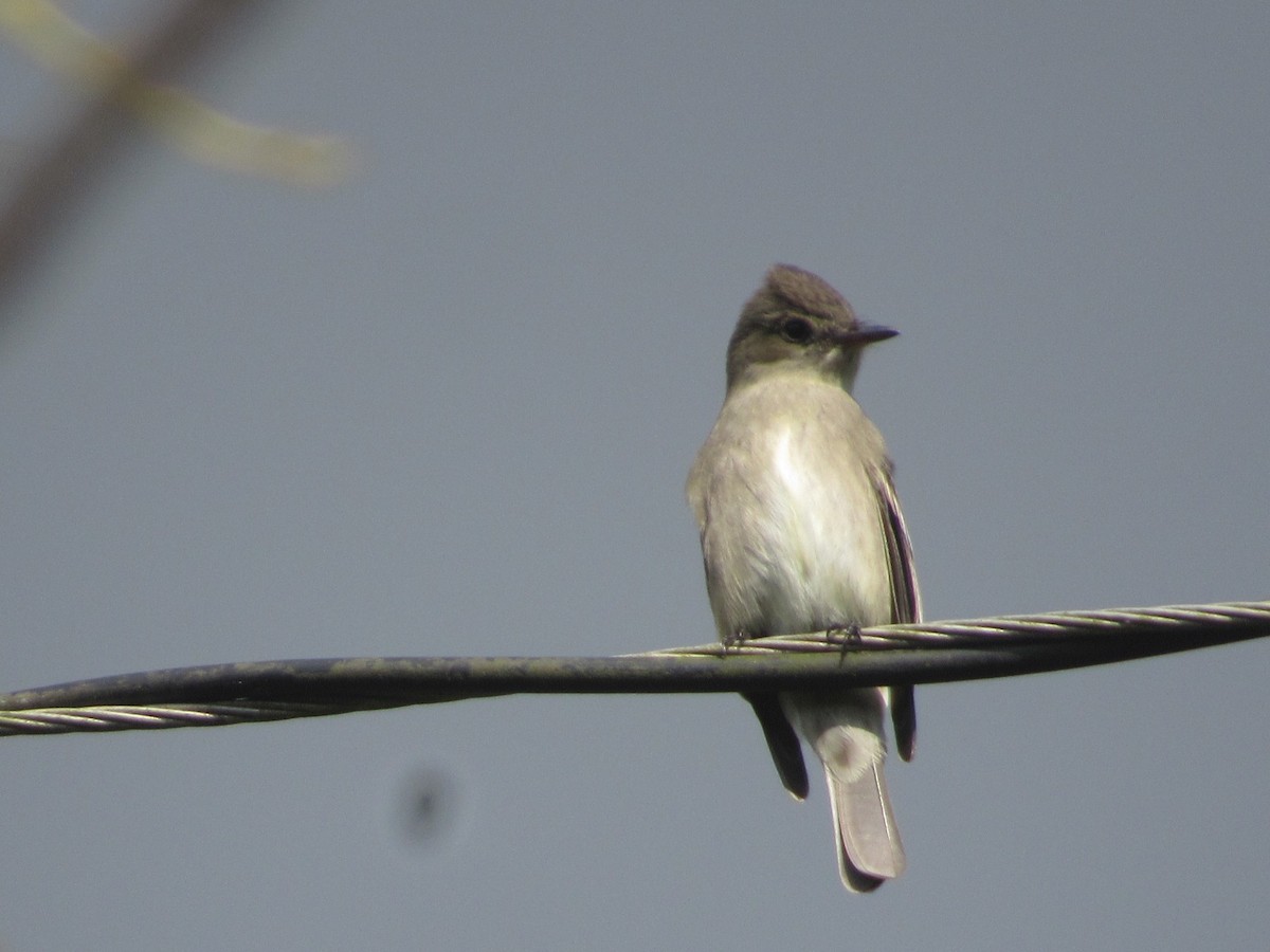 Pibí Tropical (grupo brachytarsus) - ML616186877