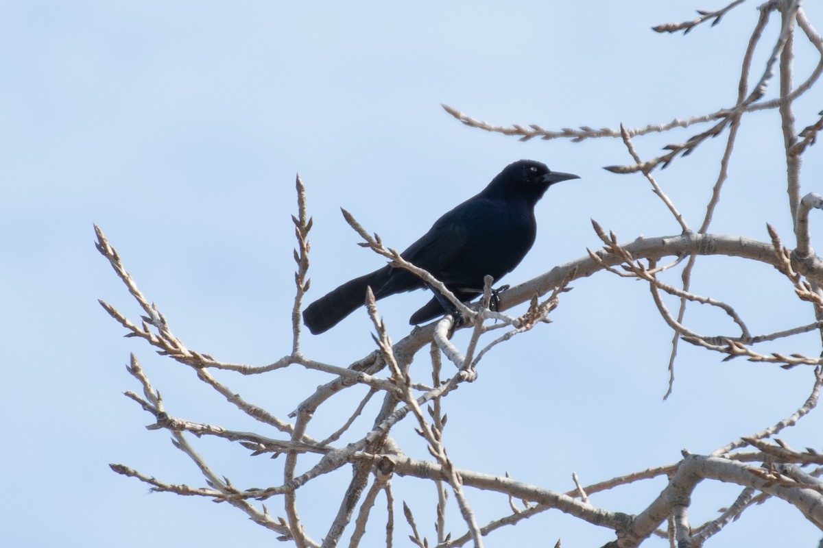 Boat-tailed Grackle - ML616186980