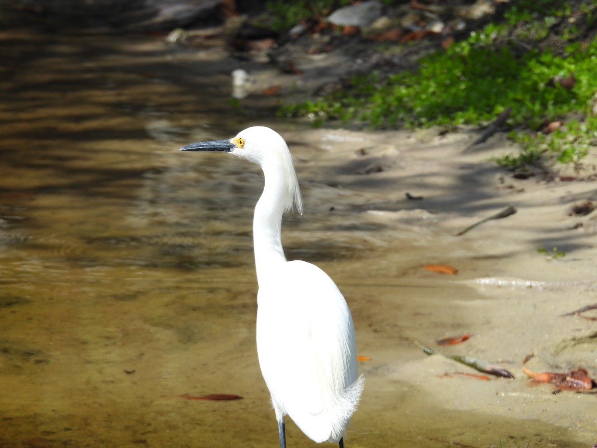 Snowy Egret - Melissa Okimoto