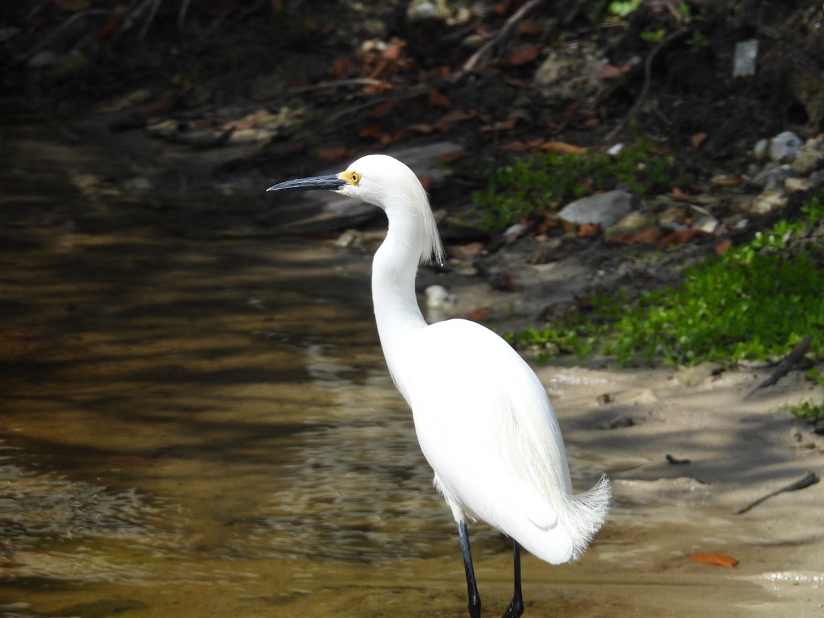 Snowy Egret - Melissa Okimoto