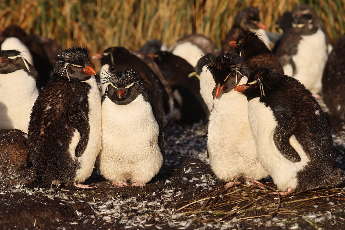 Southern Rockhopper Penguin - ML616187019