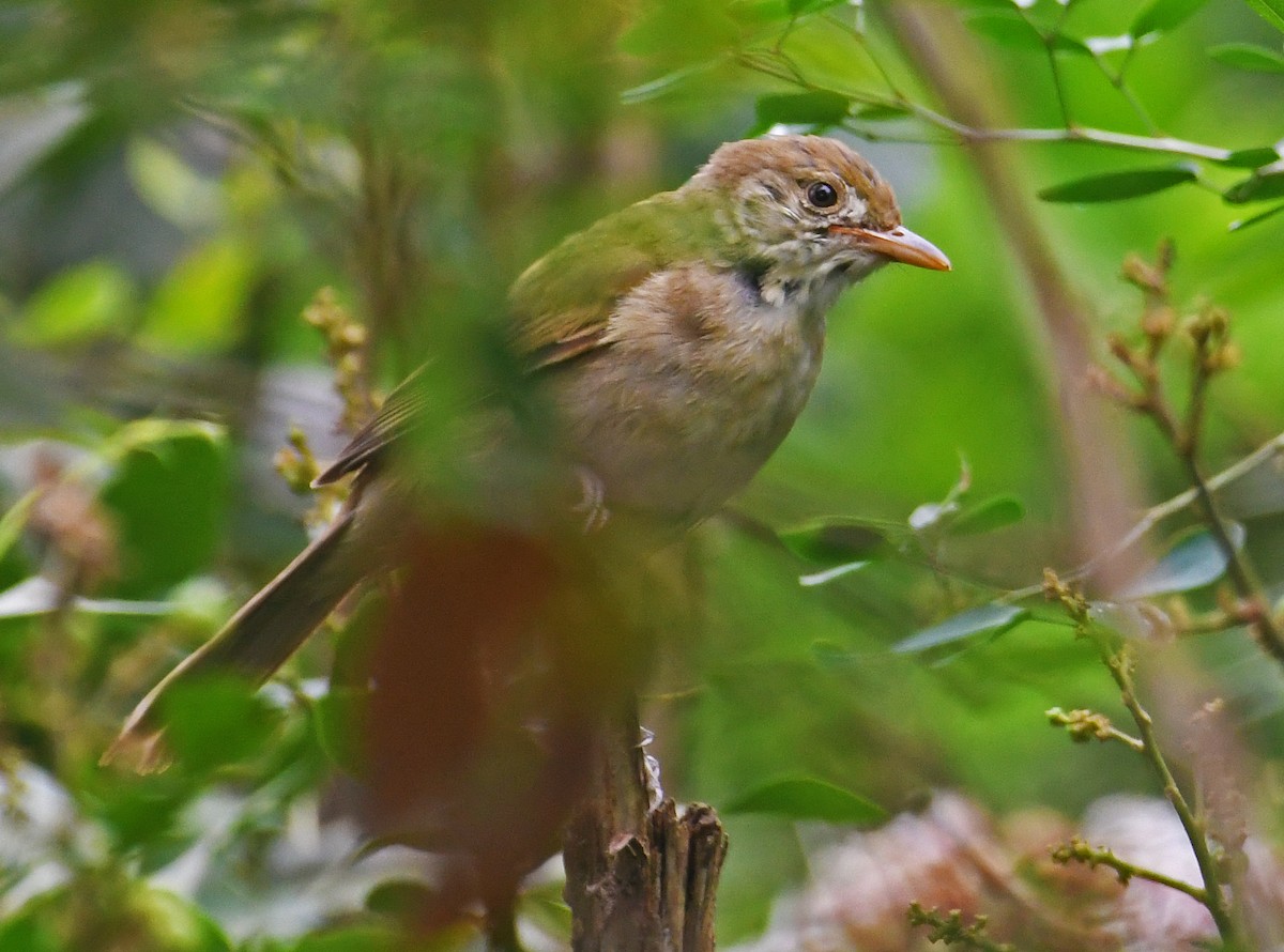 Thick-billed Warbler - Sudipto Shome