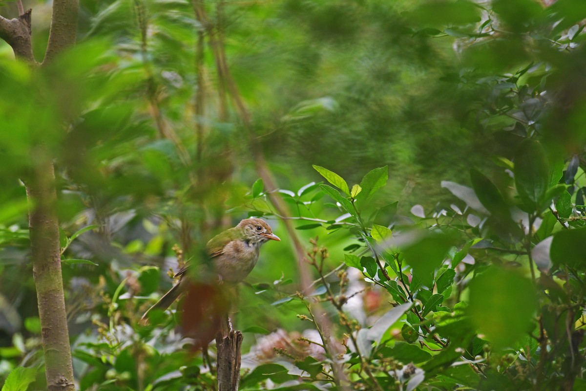 Thick-billed Warbler - Sudipto Shome