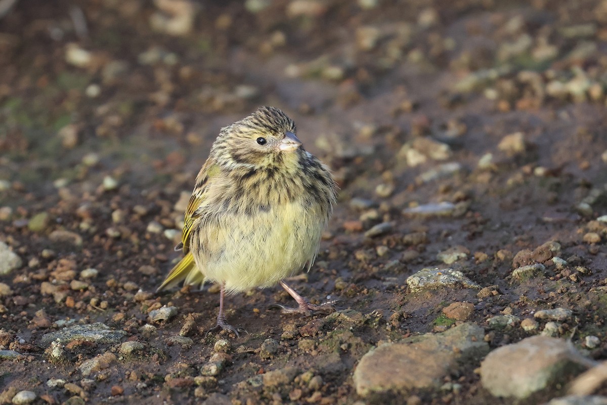 White-bridled Finch (Falkland) - ML616187031