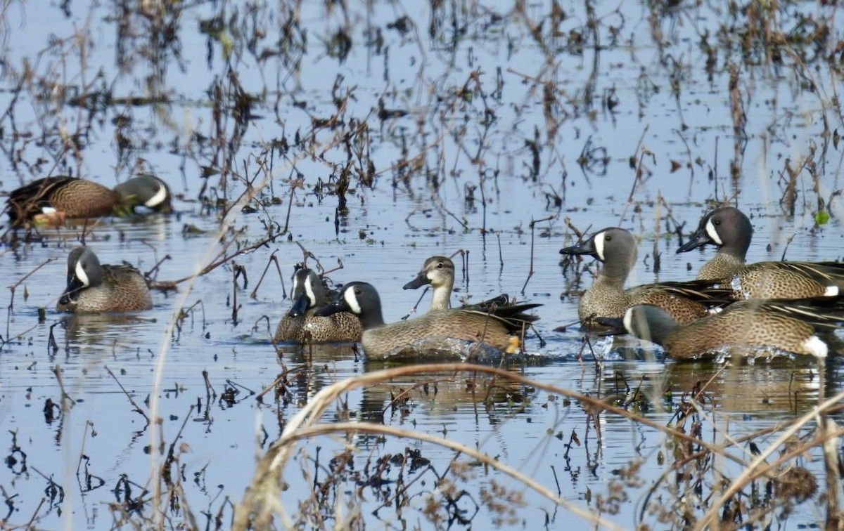 Blue-winged Teal - ML616187058