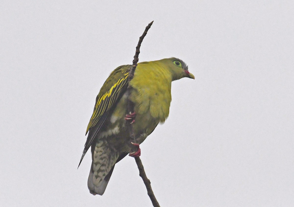 Thick-billed Green-Pigeon - Sudipto Shome