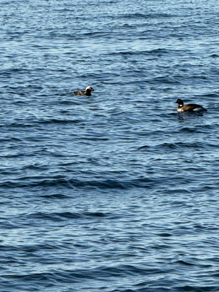 Long-tailed Duck - ML616187091