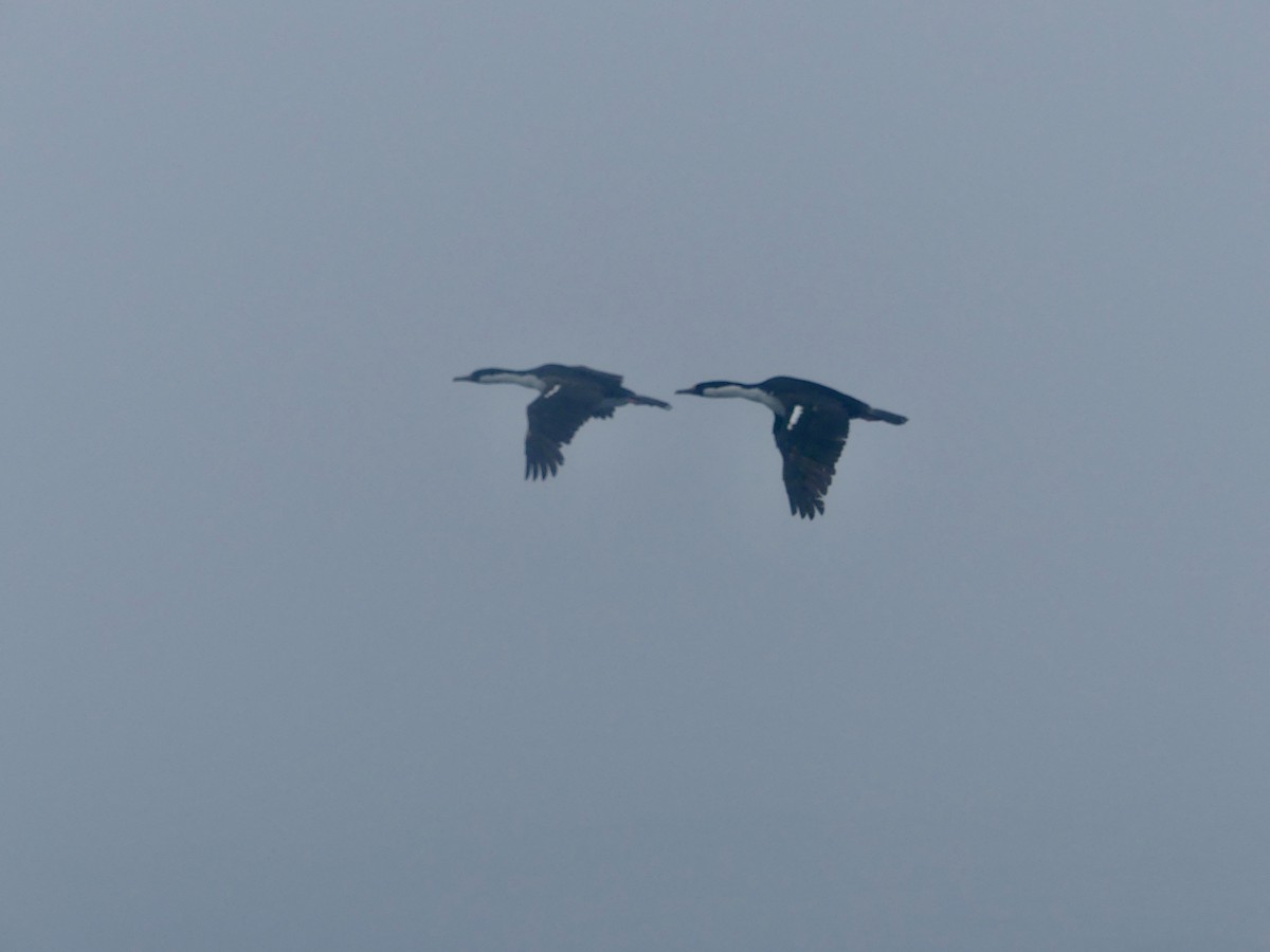 South Georgia Shag - ML616187118