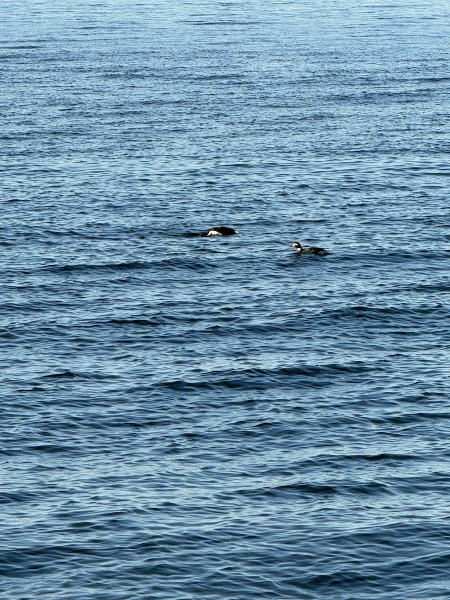 Long-tailed Duck - ML616187123