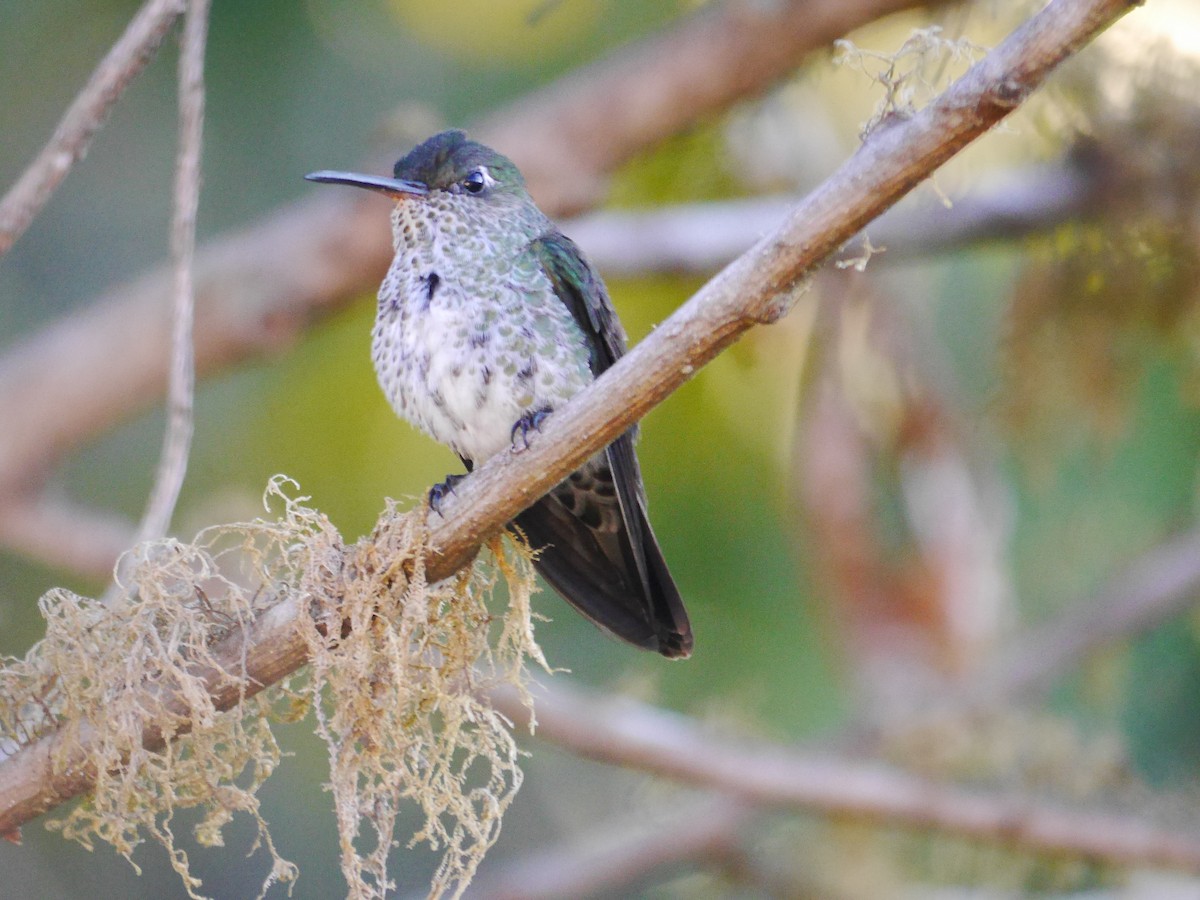Many-spotted Hummingbird - ML616187131