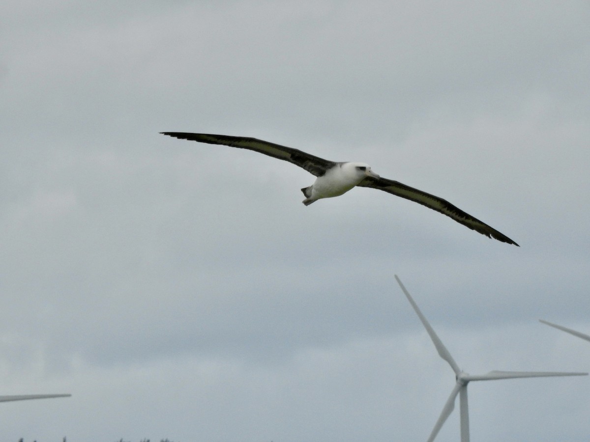 Laysan Albatross - Michael Young