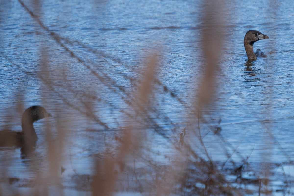 Pied-billed Grebe - ML616187223