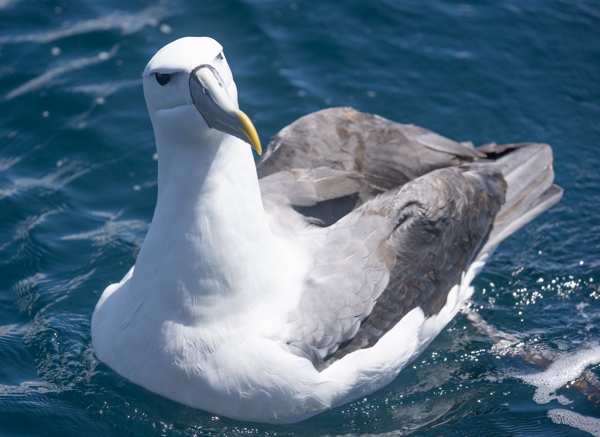 White-capped Albatross - ML616187232