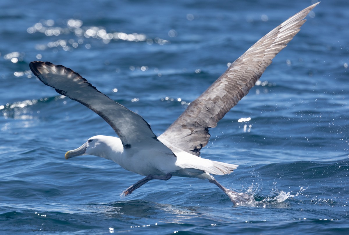 White-capped Albatross - ML616187240