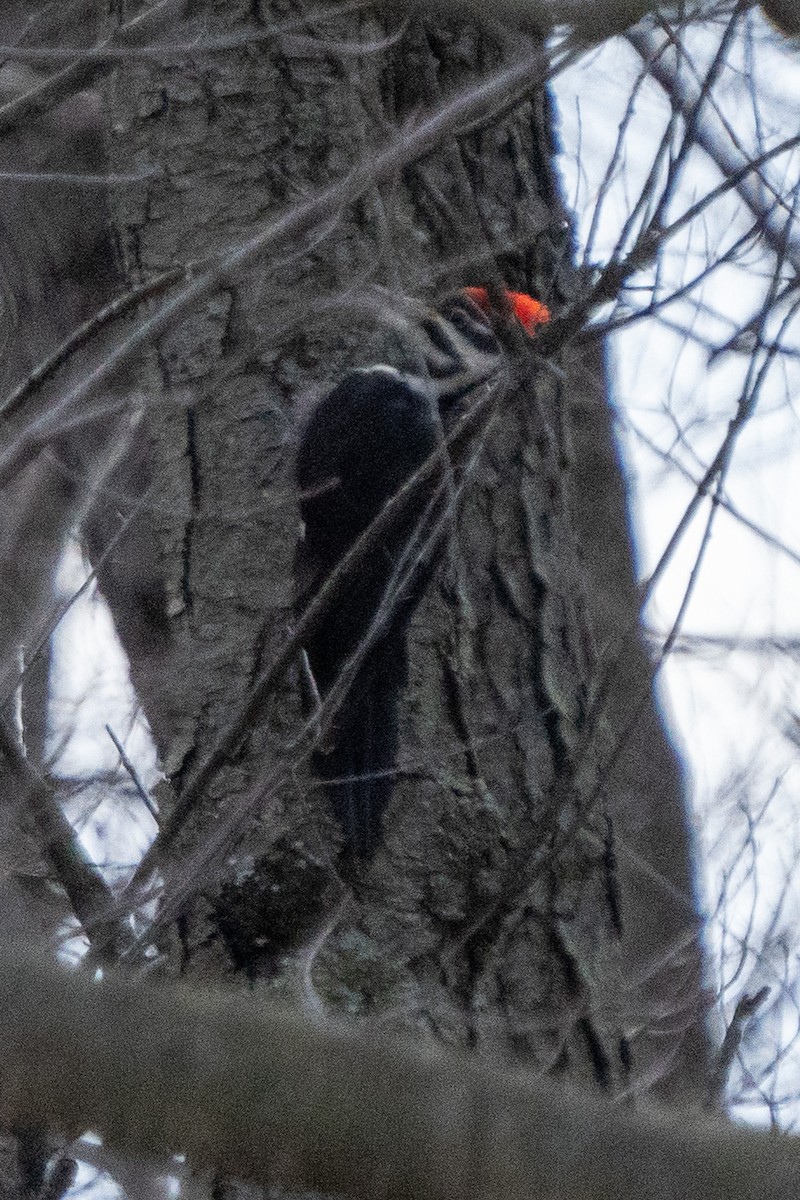 Pileated Woodpecker - Craig VanOverberghe