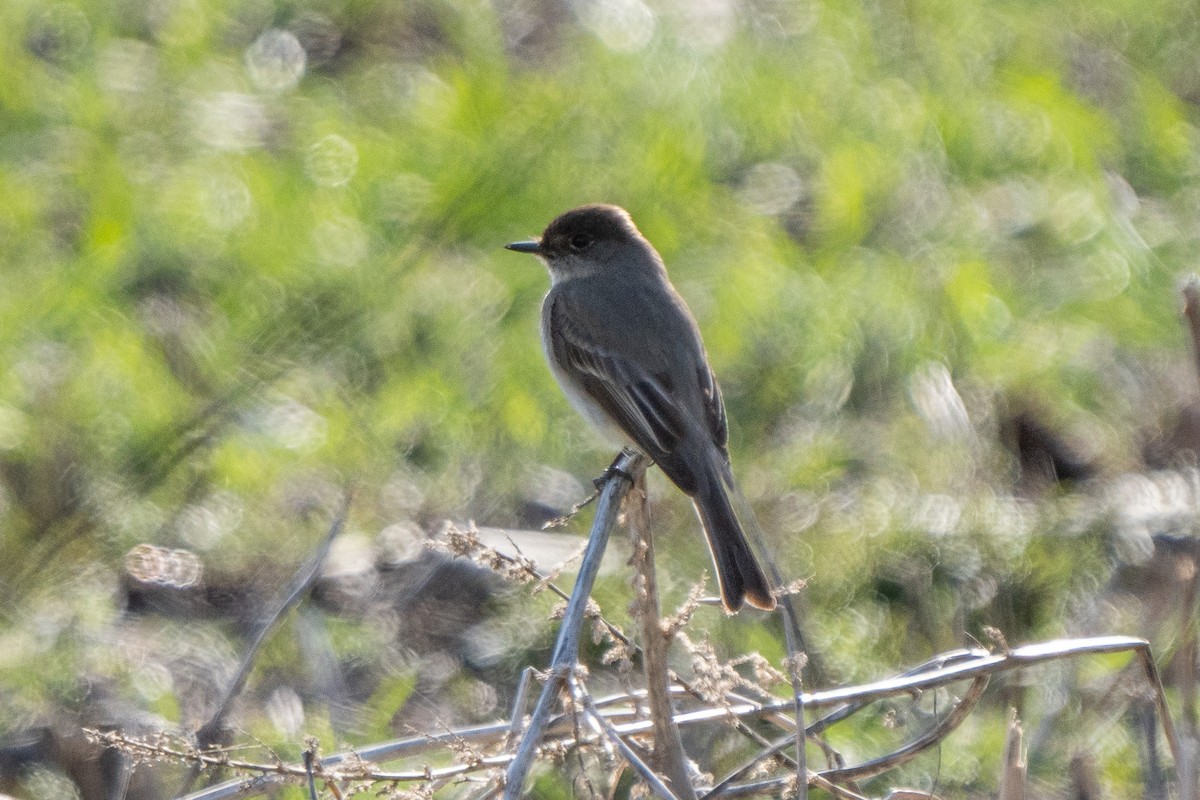 Eastern Phoebe - ML616187246