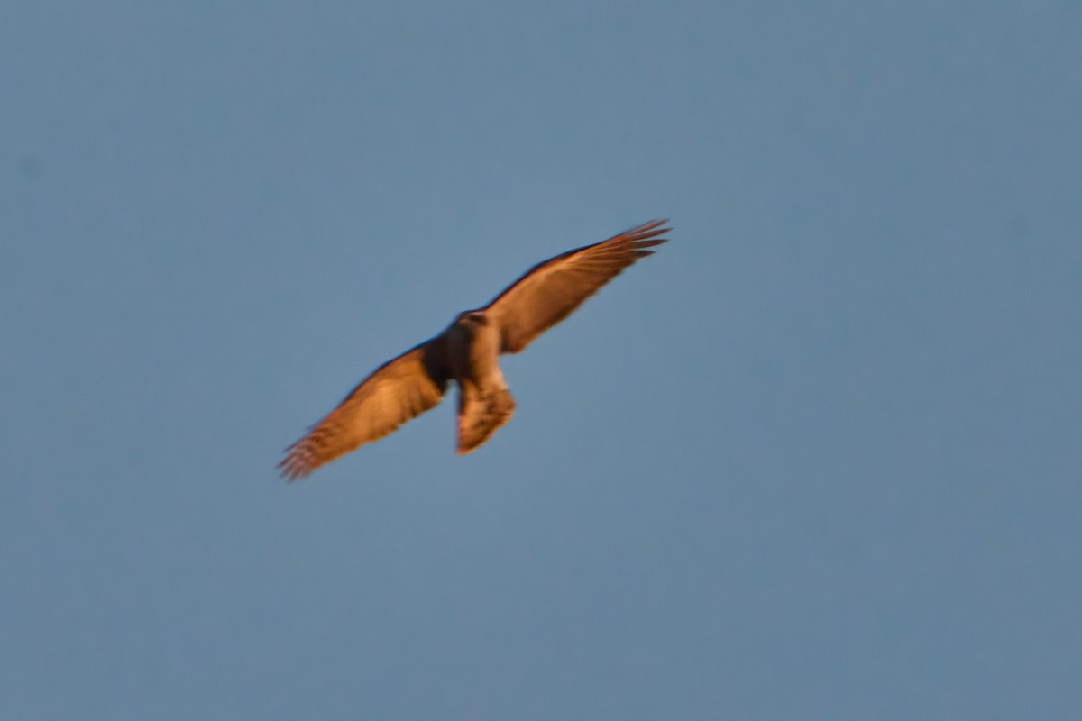 American Goshawk - ML616187249