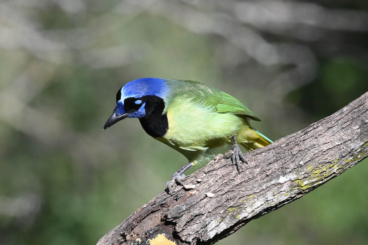 Green Jay - ML616187255