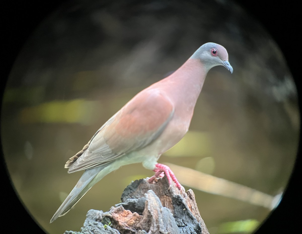 Pale-vented Pigeon - ML616187273