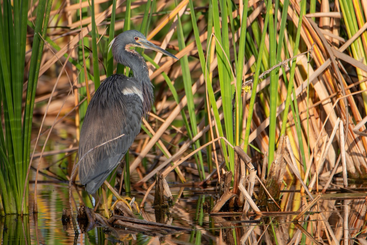 Tricolored Heron - Percy Ulsamer