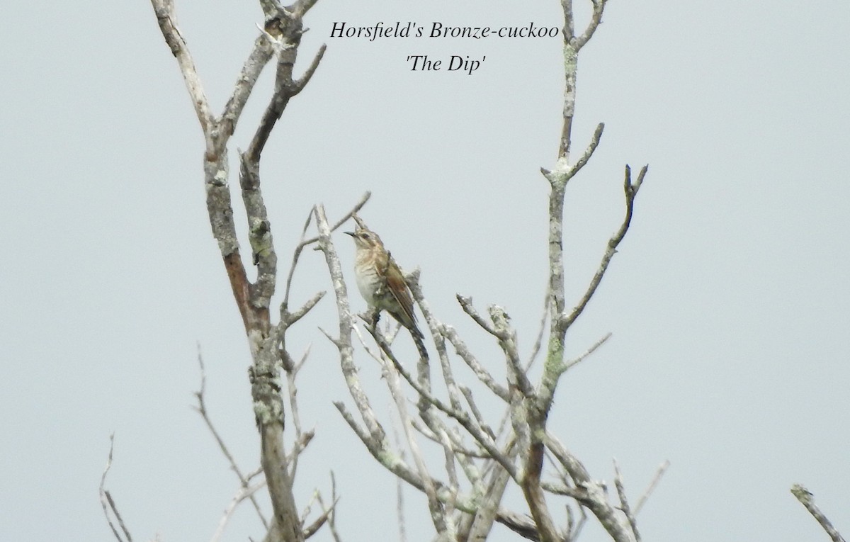 Horsfield's Bronze-Cuckoo - ML616187322