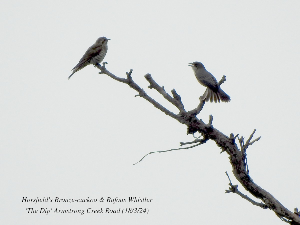 Horsfield's Bronze-Cuckoo - ML616187324