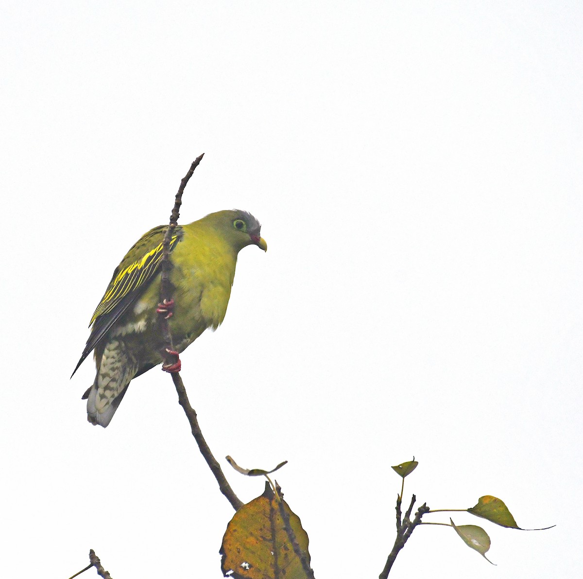 Thick-billed Green-Pigeon - Sudipto Shome