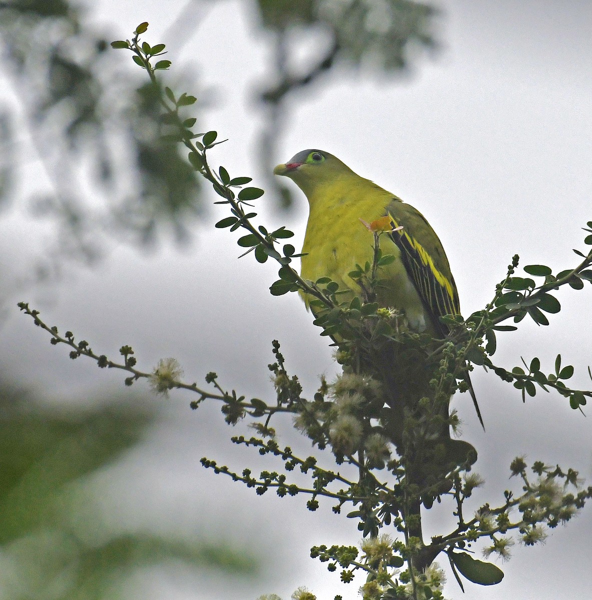 Thick-billed Green-Pigeon - ML616187362