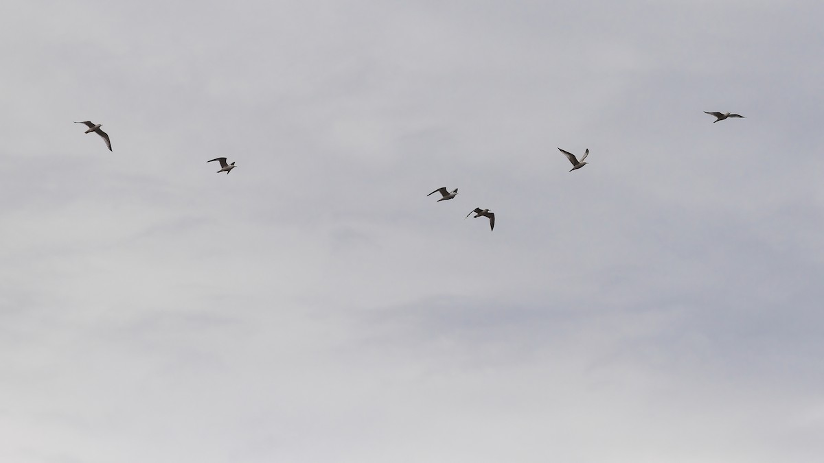 Ring-billed Gull - ML616187382