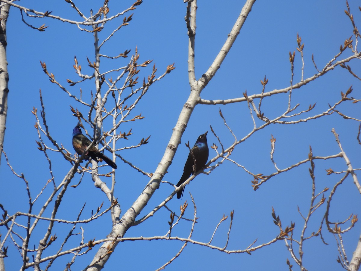 Common Grackle - ML616187419