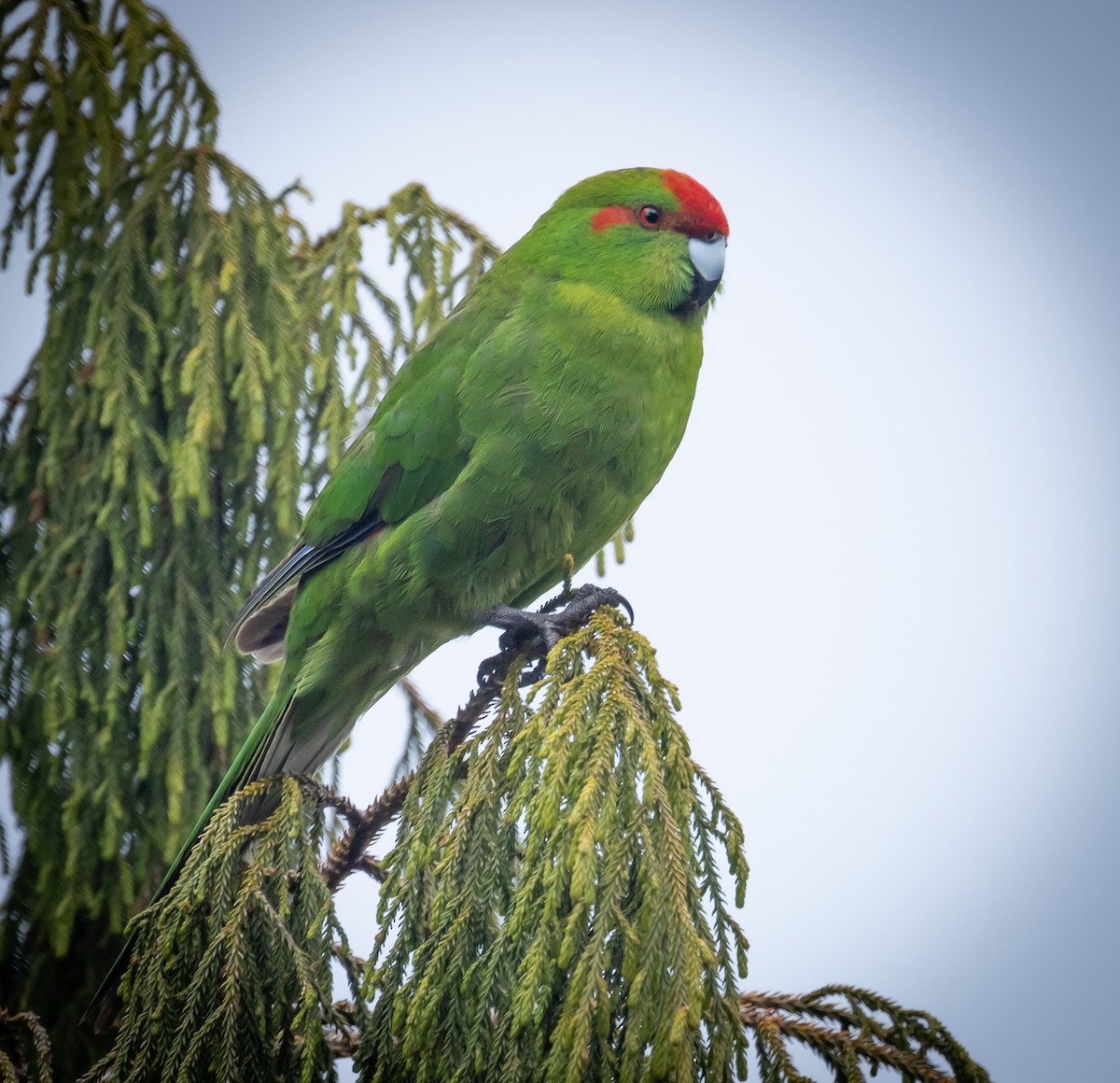 Red-crowned Parakeet - ML616187421