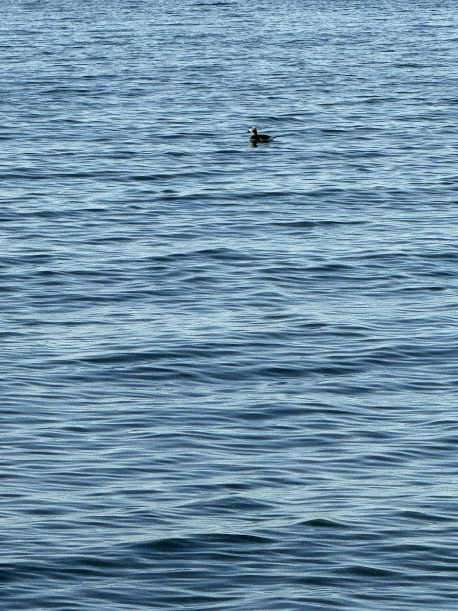 Long-tailed Duck - ML616187438