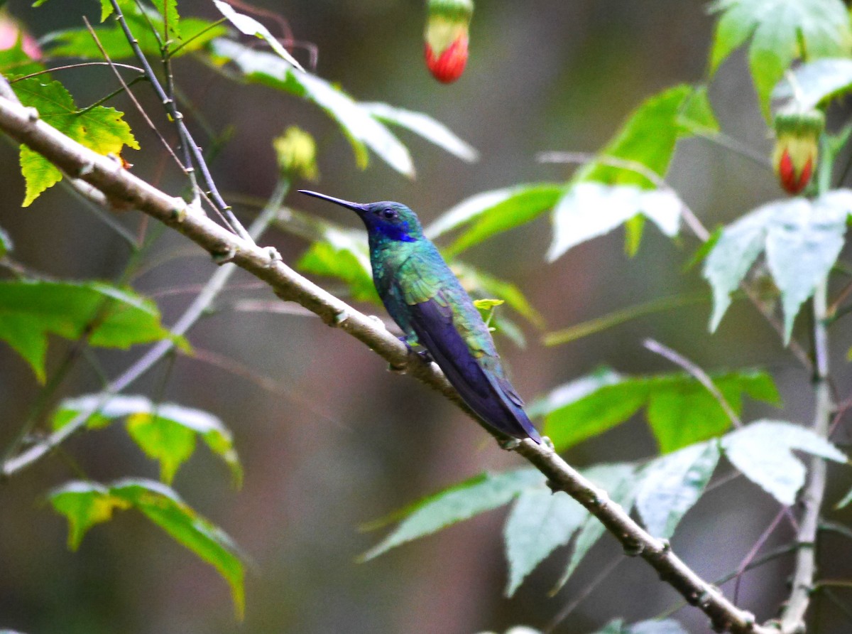 Colibrí Oreja Violeta Menor - ML616187441